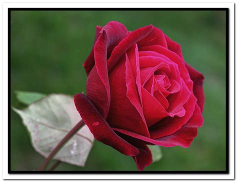 rosa rossa  hdr foto immagini piante fiori  funghi casa