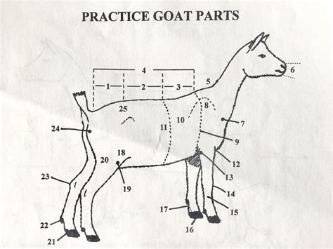 practice goat parts diagram quizlet