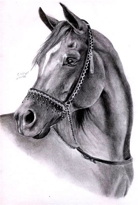 arabian horses horses  drawings  pinterest
