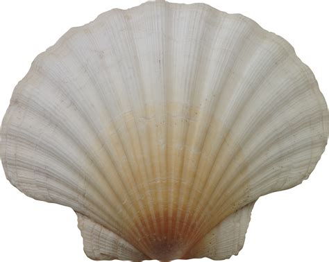 seashell png transparent image  size xpx