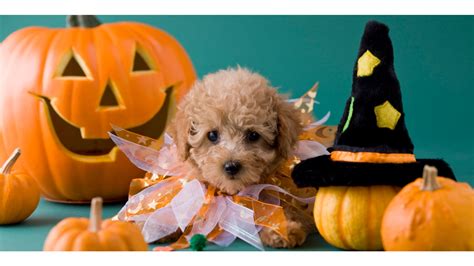 halloween pets wallpaper  images
