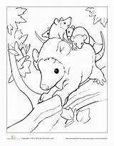 Opossum Coloring Pages Babies Education Baby Opossums Animals sketch template