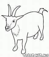 Cabra Capra Goat Kozy Colorir Kolorowanka Koza Cabras Ovejas Ovinos Goats Colorkid Alerta Caminhada Ziege Pequeno Cordeiro Kolorowanki Owce Schafe sketch template