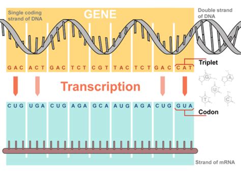 transcription biology for majors i
