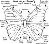 Morpho Blue Butterfly Coloring Getcolorings Color sketch template