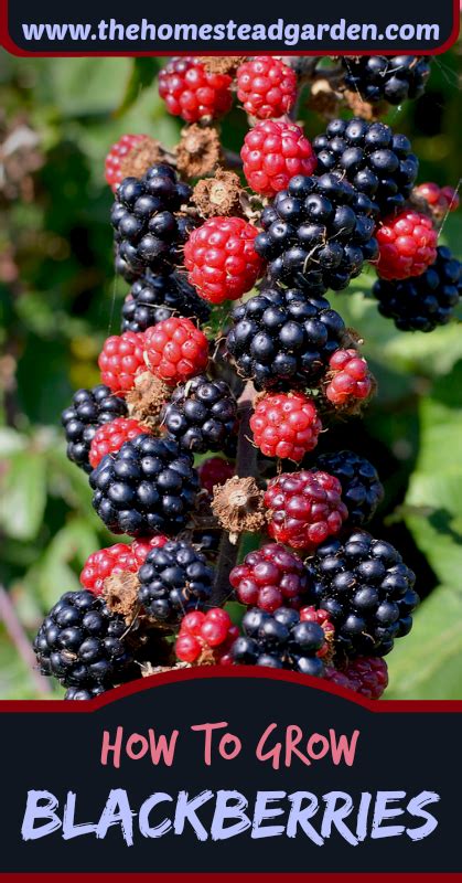 grow blackberry planting blackberry growing blackberry