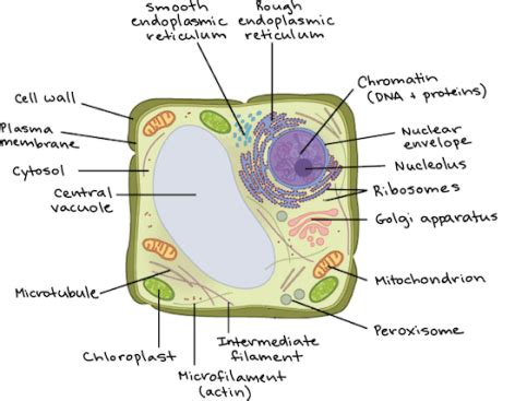 biology  prokaryotic  eukaryotic cells celula eucariota envoltura nuclear proyectos