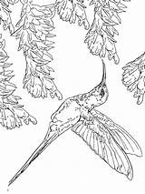 Coloring Hummingbird Pages Hummingbirds Throated Ruby Color Birds Printable Getcolorings Print Getdrawings Recommended sketch template