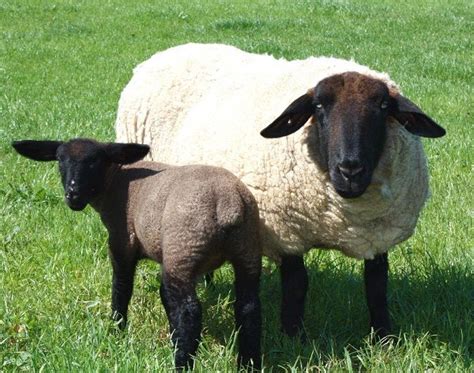images  suffolk sheep  pinterest wool animal photography  sheep