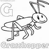 Grasshopper Coloringfolder sketch template