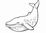 Coloring Whale Cartoon sketch template