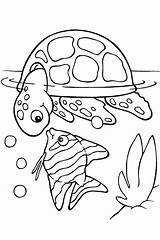 Coloring Sea Turtle Pages Printable Turtles Color Sheets Print Animals Ocean Animal Colouring Kids Summer Sheet Book Fish Under Cute sketch template