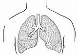 Lungs Coloring Pages Human Printable Template sketch template