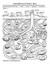 Maze Winter Animal Burrows Hibernation sketch template