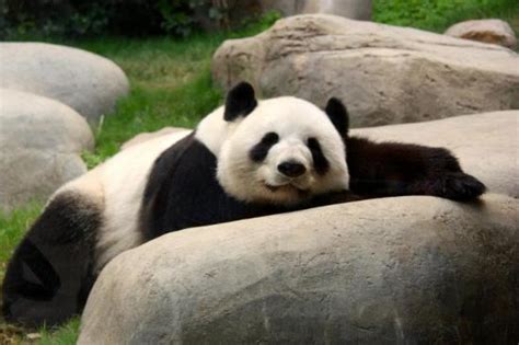 sleepy panda picture of ocean park hong kong tripadvisor