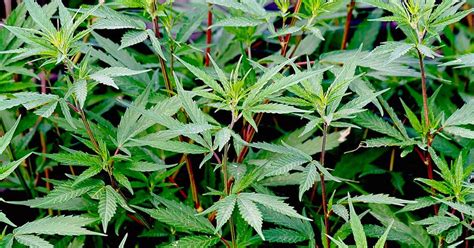 cannabis leaves  smoked lamota growshop