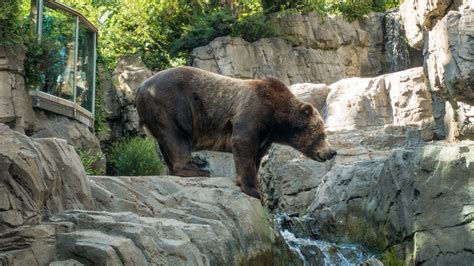 central park zoo opiniones info precios ofertas pacommunity