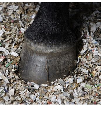 flood horse feed  bedding page