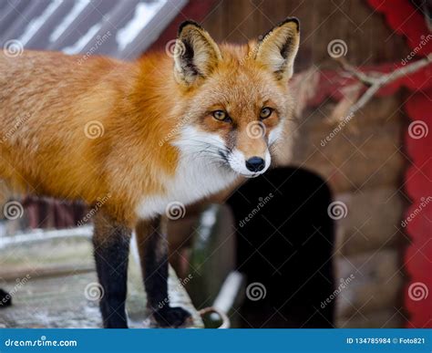 fox   zoo stock photo image  predator folklore