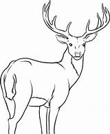 Deer Drawing sketch template