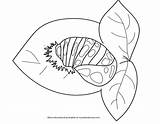 Ladybug Pupa Coloring Spots Crystalandcomp sketch template