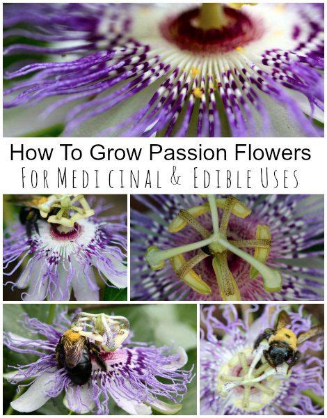 How To Grow Passion Flowers For Medicinal And Edible Uses Improved