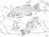 Coloring Bass Smallmouth Coloringbay Uteer sketch template