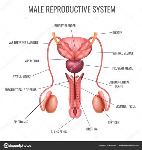 realistic male reproductive system stock vector image by ©macrovector