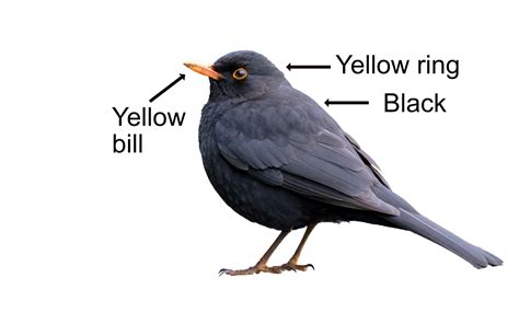 blackbird saltlane
