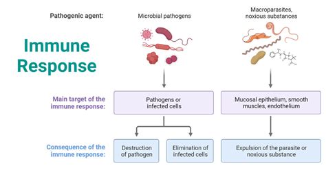 immune response definition types factors examples