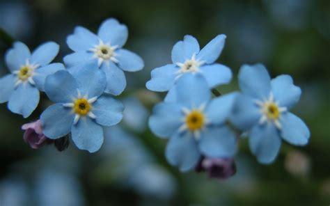 fiori azzurri fiorista significato dei fiori azzurri