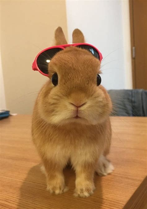 sunglasses bunny easter rabbit gift easter bunny costume pet bunny rabbits pet rabbit bunny