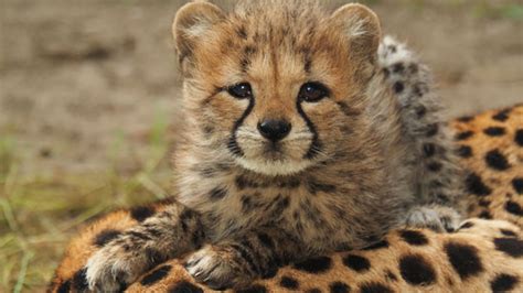 zes cheetawelpjes zetten eerste stapjes buiten  safaripark beekse