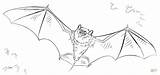 Bat Fledermaus Ausmalbild sketch template
