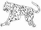 Jaguar Coloring Pages Claws Car 11kb 450px Color Drawings Getcolorings Baby sketch template