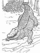 Alligator Coloring Pages Print sketch template