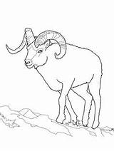 Sheep Bighorn Coloring Getcolorings Draw sketch template