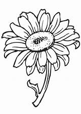 Coloring Flower Pages Printable Kids Color Sunflower sketch template