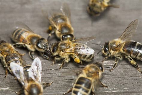 honeybees let out a ‘whoop when they bump into each other new scientist