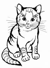 Cat Coloring Pages Realistic Printable Cats Printables Animal Colouring sketch template