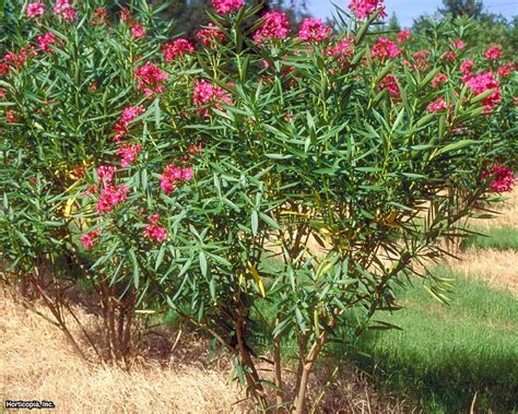 oleander   beautiful   toxic shrub hgtv