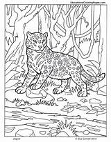Coloring Jaguar Pages Mammals Animal Kids Printable Jungle Mammal Camouflage Drawing Animals Book Zoo Big Color Print Four Sheets Baby sketch template