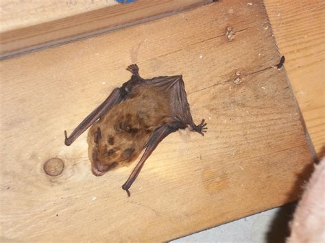bat removal bats  attic  rid  bats bat control service ct