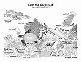 Coloring Coral Reef Labeled Animals Pages Ecosystem Reefs Ocean Corals Sea Color Exploringnature Pdf Found Popular Choose Board sketch template