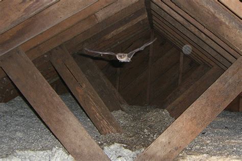 bat   attic humane removal  bats   attic   house