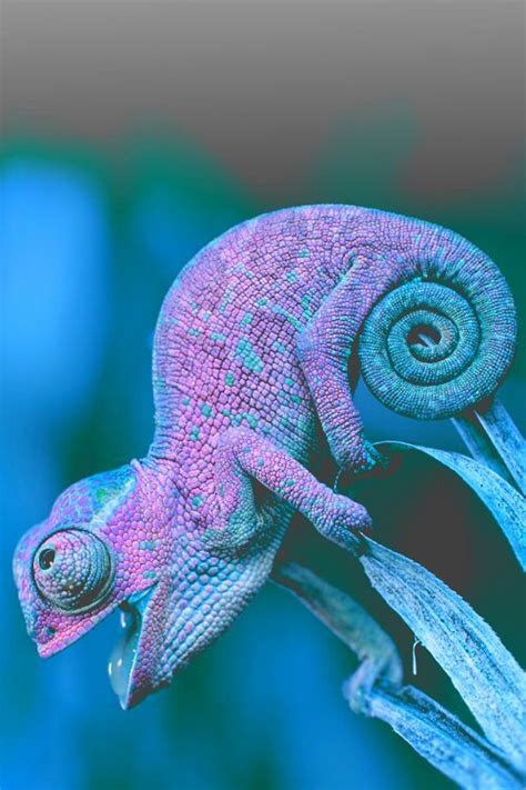 cool chameleon pictures   images  facebook tumblr