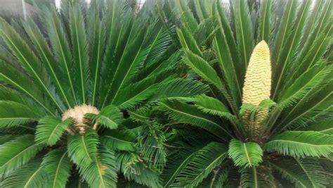 sago palm mating season female left male  palm house