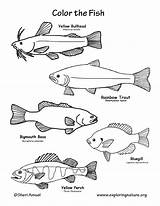 Coloring Trout Pages Fish Rainbow Brook Color Bass Tropical Freshwater Largemouth Getcolorings Getdrawings Colorings Printable Template sketch template