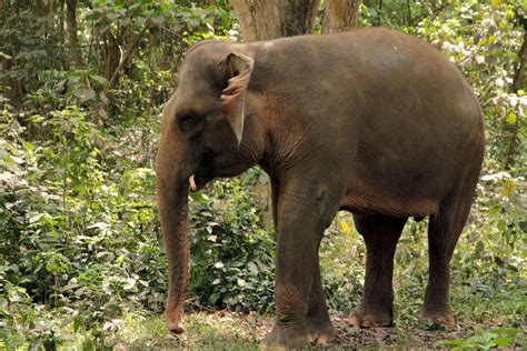sumatran elephants taman safari bali