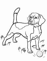 Beagle Coloring Pages Dog Printable Beagles Puppy Drawing Colouring Kids Color Colorir Dogs Hund Sheets Cute Animal Books Print Nature sketch template